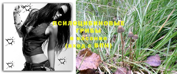 PSILOCYBIN Иннополис
