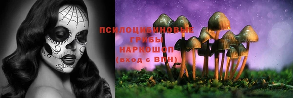 PSILOCYBIN Иннополис